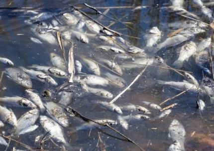 Effects Of Sluice Gate On Fishery