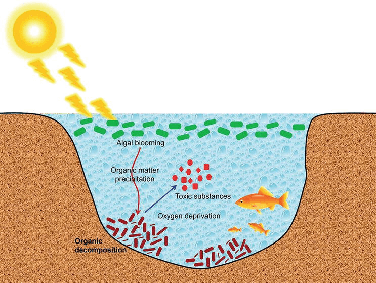 Wastewater Treatment for Sustainable Fishery